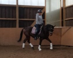 Zuchtstute Daisy ST (Deutsches Reitpony, 2014, von D-Day AT)