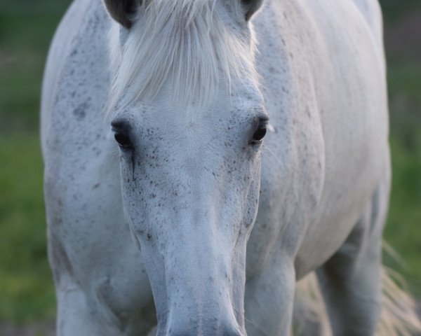 jumper Rivera 33 (German Sport Horse, 2003, from Rudelsburg)