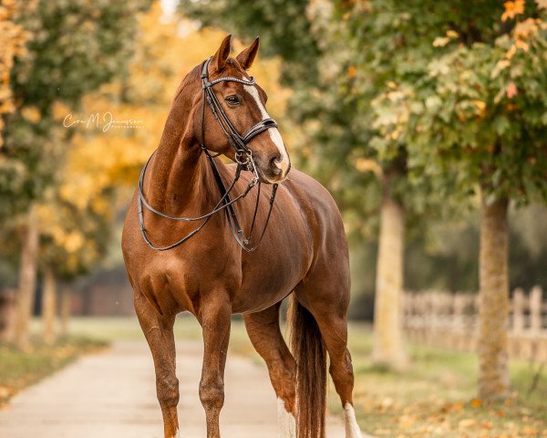 Dressurpferd Flambeau E (Westfale, 2009, von Fürst Piccolo)