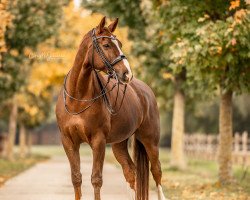 dressage horse Flambeau E (Westphalian, 2009, from Fürst Piccolo)