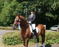 dressage horse Ovation 5 (Trakehner, 1996)