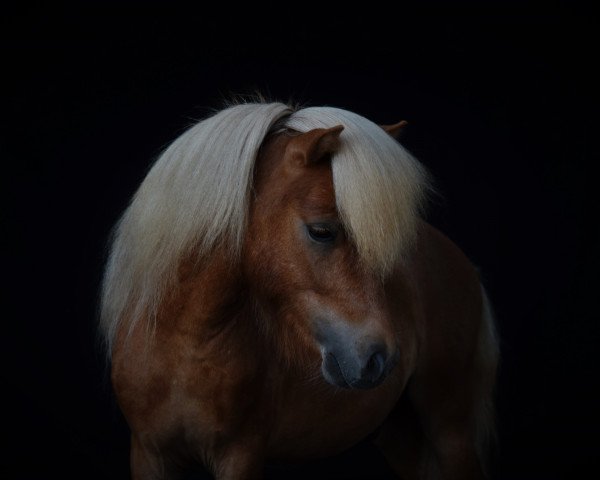 Pferd Greylight Simsalabim (Shetland Pony (unter 87 cm), 2016, von Steward vom Ellernbrook)