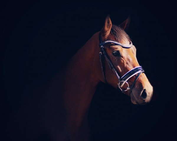 dressage horse Der liebe Jung (Westphalian, 2014, from De Kooning)