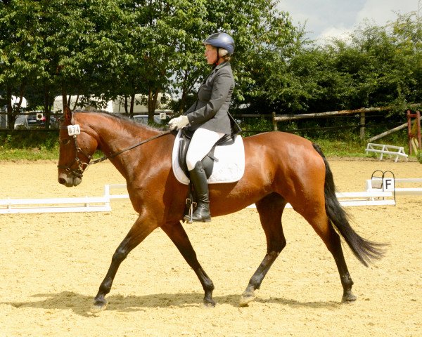 dressage horse Sunflower 15 (German Sport Horse, 1998, from Friedensfürst)