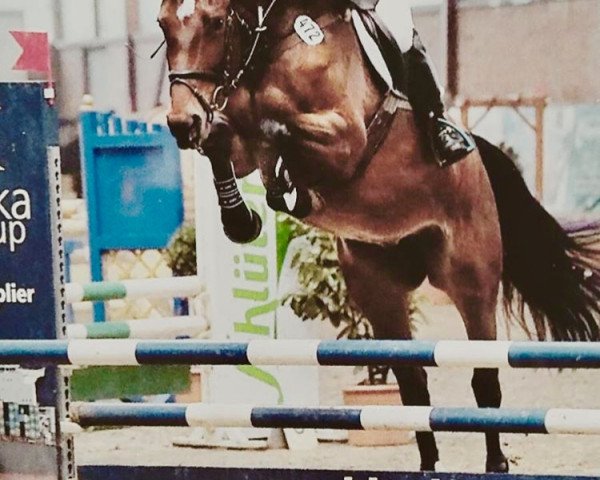 jumper Glücksgöttin (Hanoverian, 2011, from Glueckspilz)