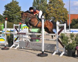 jumper Qutielady S (Hanoverian, 2012, from Qualitaet 3)
