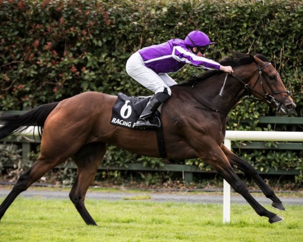 horse One Master xx (Thoroughbred, 2014, from Fastnet Rock xx)