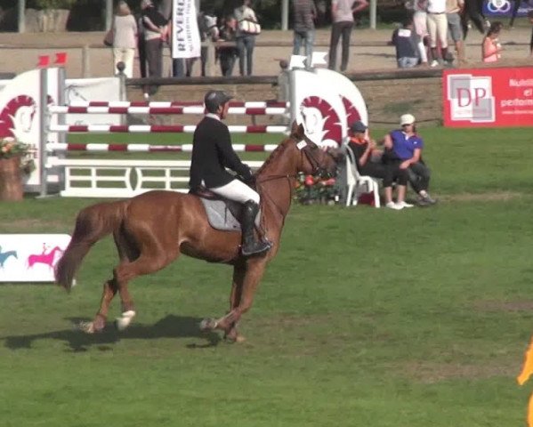 jumper Umosa Hoy (Selle Français, 2008, from Calvaro Z)