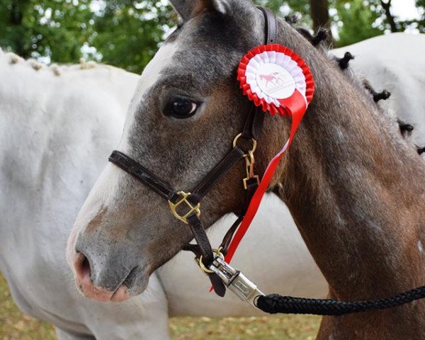 horse Cordonello (Austrian Warmblood, 2018, from Cordolensky)