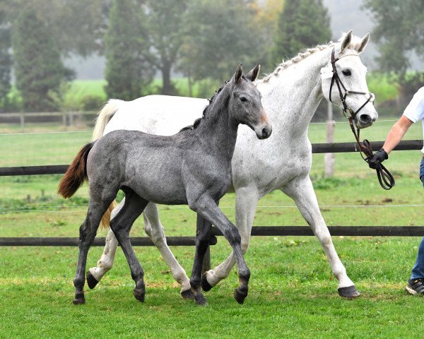 horse EL Clarivo PU (Westphalian, 2018, from El Clarimo)