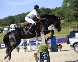 stallion Varech Hoy (Selle Français, 2009, from Lejano)