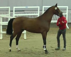 jumper Kannando (Oldenburg show jumper, 2016, from Kannan)