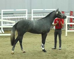 horse Cornet (Westphalian, 2016, from Cornet Obolensky)