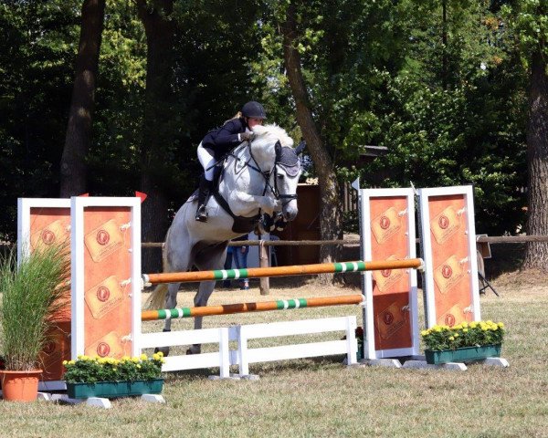 jumper Calgary 74 (KWPN (Royal Dutch Sporthorse), 2007, from Cartano)