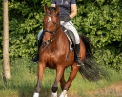dressage horse Commander 33 (Holsteiner, 2008, from Cormint)