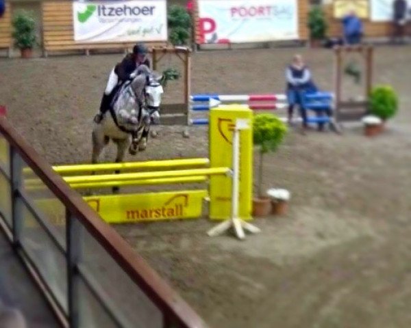 jumper Gero 144 (Hanoverian, 2010, from Glueckspilz)