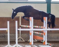 broodmare Galilahi (Zweibrücken, 2011, from Gabbiano 9)