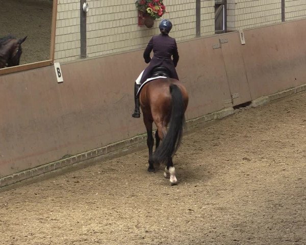 Reitturnier Hamm-Rhynern 2017