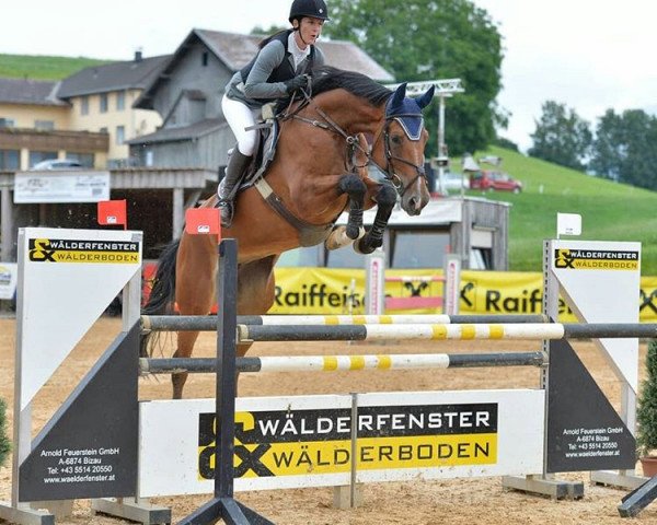 jumper C'est Merveillieux Z (Zangersheide riding horse, 2012, from Canabis Z)