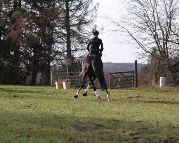 Pferd Zabou (Hannoveraner, 2015, von Blue Hors Zee Me Blue)