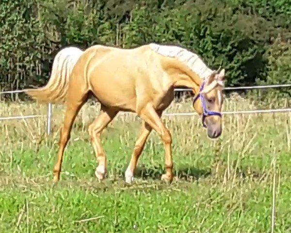 Dressurpferd Bernsteynzauber (Deutsches Reitpferd, 2015, von Beryllium MD)
