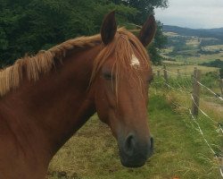 broodmare Bayala Saphira (German Sport Horse, 2015, from Beryllium MD)
