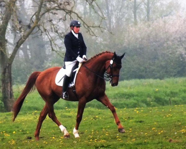 dressage horse Benedetto (Hanoverian, 2007, from Brentano II)