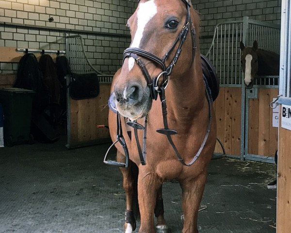 jumper Ice Tea II (+) (Luxembourg Pony, 1996, from Panama Du Cassou ox)