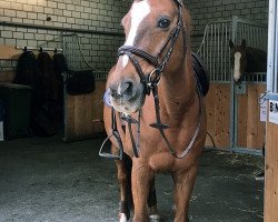 jumper Ice Tea II (+) (Luxembourg Pony, 1996, from Panama Du Cassou ox)