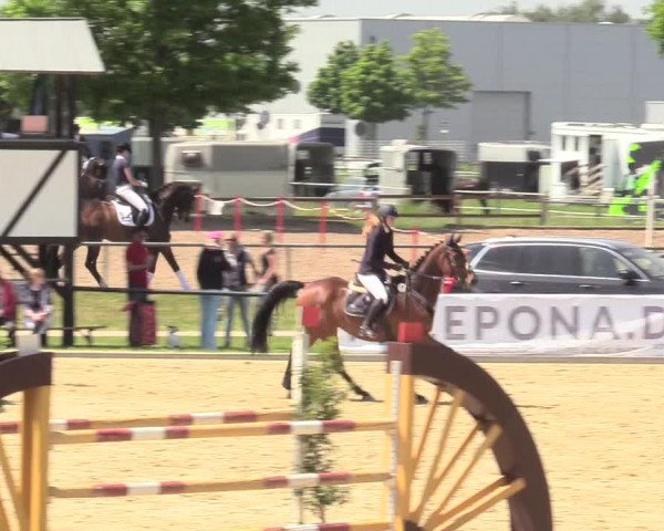 Reitturnier Hamm-Rhynern 2017