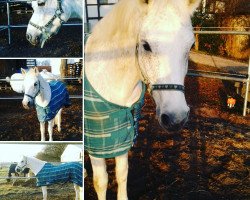 dressage horse Picolo (unknown, 1999)
