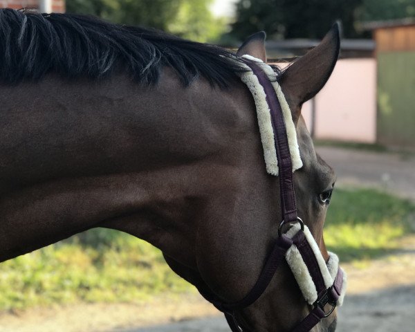 broodmare Lacora (Hanoverian, 2004, from Laurentio)