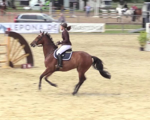 Reitturnier Hamm-Rhynern 2017