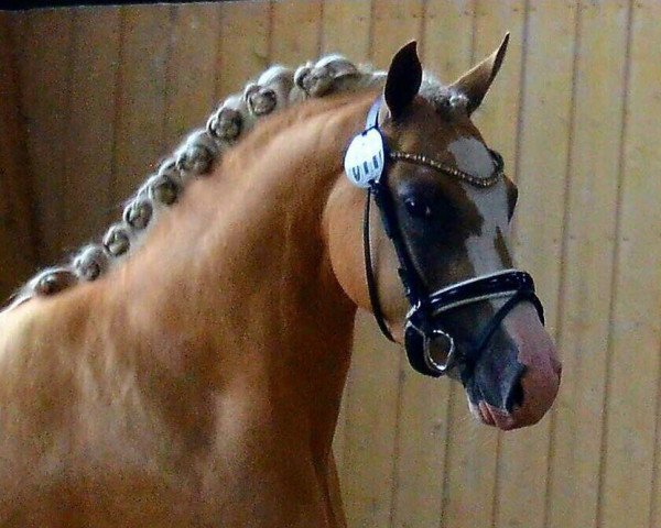 Zuchtstute Heitholms My Girl (Deutsches Reitpony, 2014, von Dylan)