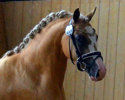 broodmare Heitholms My Girl (German Riding Pony, 2014, from Dylan)