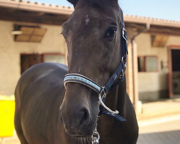 horse Nigel S (Belgian Warmblood, 2013, from Effect van den Bisschop)