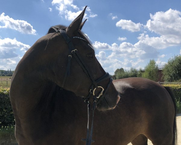 horse Quieny S (Westphalian, 2016, from Quipeggio)