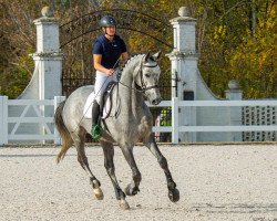 stallion Blancor (Trakehner, 2017, from Adorator)