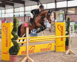jumper Goldfinch Giulietta (KWPN (Royal Dutch Sporthorse), 2011, from Amadeus)
