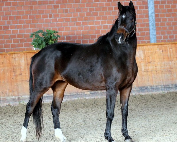 broodmare Ronja (Westphalian, 2007, from Rock Forever NRW)