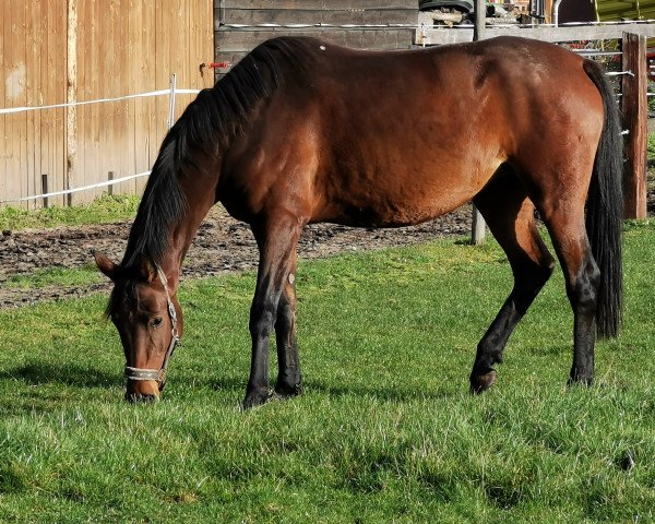 broodmare Amazing (Westphalian, 2016, from A La Carte NRW)