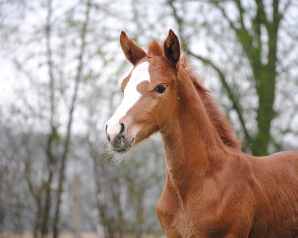 stallion Valerio (German Riding Pony, 2018, from Vincenzo NRW)