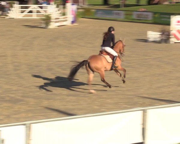 Reitturnier Hamm-Rhynern 2017