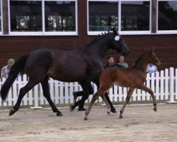 Zuchtstute Shanghai (Hannoveraner, 2001, von Simply Spruce Meadows)