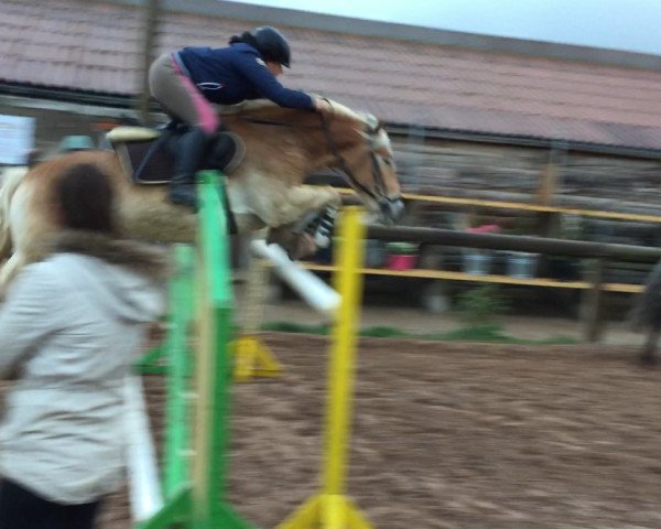 jumper Wastl 82 (Haflinger, 2014, from Belarex)