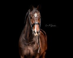 Dressurpferd Limba Devine (Oldenburger, 2012, von Lyjanero)