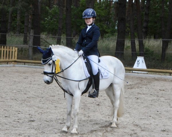 Dressurpferd Julia 245 (unbekannt, 1997)