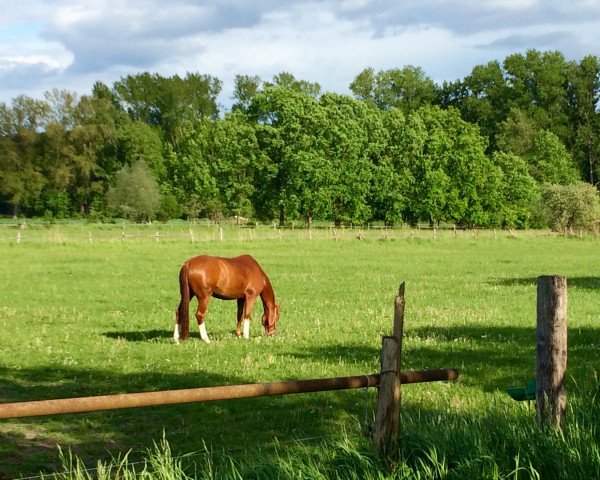 Dressurpferd Quendulin (Deutsches Sportpferd, 2008, von Quaterback)