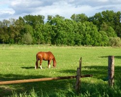 dressage horse Quendulin (German Sport Horse, 2008, from Quaterback)