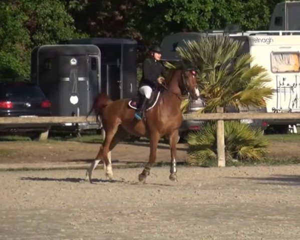 horse Burton de Kreisker (Selle Français, 2011, from Shouppydam des Horts)